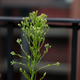 Image for article titled Sigma 18-35mm f/1.8 Review: The Best Low-Light Zoom Lens By a Mile